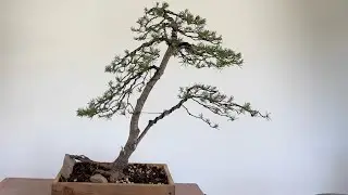 Create a jack pine bonsai in naturalistic style