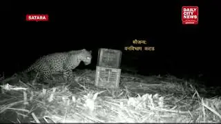 The leopard cubs found in sugarcane fields near Vanwasmachi were re-united with their mother