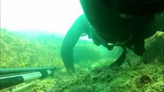 chasse sous marine gris nez balistes.mp4