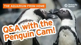 We're here to answer your penguin questions with the Penguin Cam! The Aquarium From Home