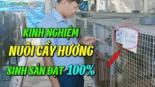 Trại Cầy Hương Giống Quang Kiên Thái Nguyên chia sẻ Kinh Nghiệm Nuôi Cầy Hương Sinh Sản