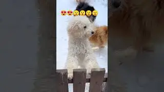 cute dog😯🙂😍😍//cute pets//#short #shorts #youtubeshorts