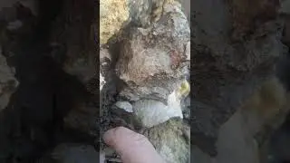 Rock and fossil hunting a local creek bed. Found some beautiful big Brachiopods of some kind.