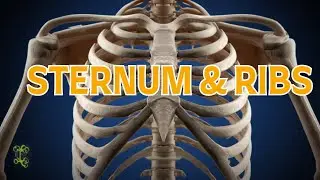Axial System &ndash; Ribs and Sternum