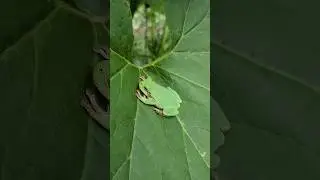 GREY TREE FROG &bull; Green Leaf Color Morph &bull; [WILD ANIMALS]