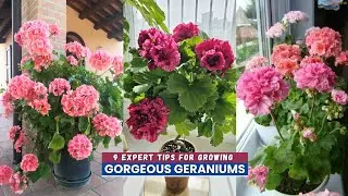 9 Expert Tips for Growing Gorgeous Geraniums