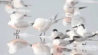 Charr&aacute;n Elegante - C&aacute;diz