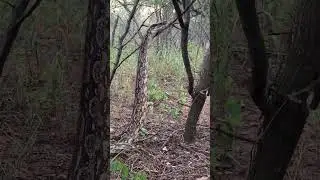 Boa constrictor, mb&oacute;i ro&lsquo;y 💚