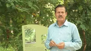 Charoli   ચારોળી