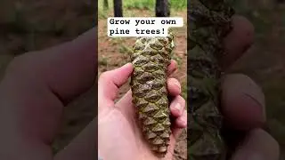 Grow your own pine trees! #pinetrees #trees #seeds #agroforestry