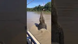 Danger 🐊⚡❤️&zwj;🔥🔥🐊 #birds #birdwatchinglife #birdfeeder #nature #shorts  #birdfeeding #birdslover