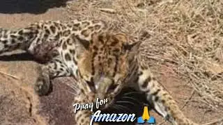 Pray for Amazon tamil whatsapp status | The rain forest is burning | Save Nature | Va Nanba |#hiphop
