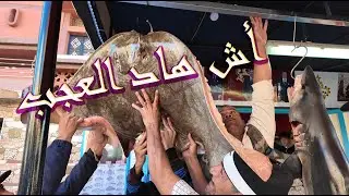 إفتتاح محل #أسماك عبد الهادي مع ثمن#سوق#الأسبوعية   الخميس بني ملال 18/11/2023