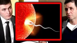 Lex Fridman on sperm competition: Who wins?
