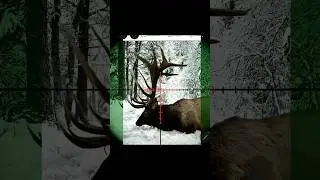 WORLD CLASS WASHINGTON STATE BULL OREGON 450