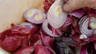 Can you feed onions to worms? Another successful worm farm food experiment!