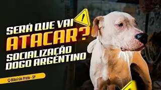DOGO ARGENTINO - MAX &mdash; SER&Aacute; QUE ELE T&Aacute; PRONTO PRA ISSO?