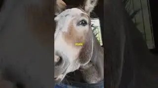 Donkey, Mule, Horse: What's the Difference?
