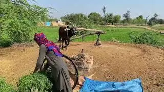 high Speed Chaff Cutter Machine operating bulls #farming #trending #viral #punjab #lehndapunjab
