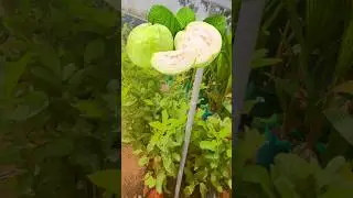 ഒരു പേരക്ക മരത്തിൽ നിന്ന് 150 കിലോ വരെ | white guava #whiteguava #guava #guavafruit