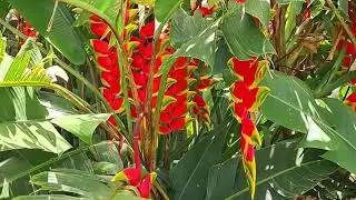 Exotic Beauty of Hanging Heliconia  Plant