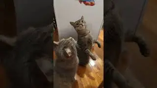 Cute Cats Go Crazy Over Fussie Cat Puree!
