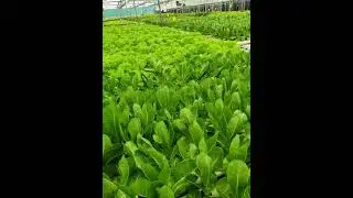 15000sqft fan pad poly house Full NFT setup with automation..