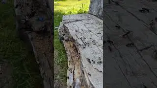 Насекомые напали на древесину