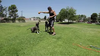How to work out your dog & keep them in shape