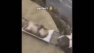 top notch #funny #meme