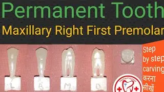 Carving of Maxillary right first premolar | Maxillary first premolar | Premolar | tooth carving
