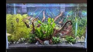 30 Gallon Planted Tank Update