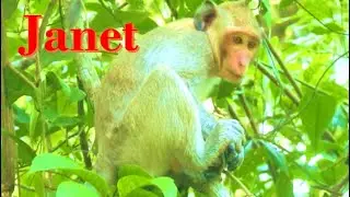 Horror sad janet .. Janet monkey follow up Jane to get milk but unlucky