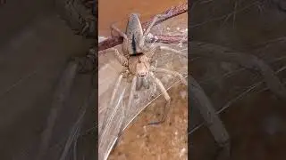 Ground spider (Drassodes lapidosus) #scary #spider