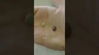 Это не кофейные зерна 