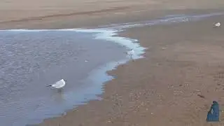 Mouettes rieuses