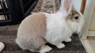 Bunny mofu is live! #music #anime #bunny #rabbit #cute #mofu #うさぎ #relaxing #viralvideo Dec25, 2025