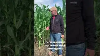 Кукуруза на зерно посевная в озимую рожь