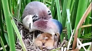 Baby Birds Eat Bigger Food Than Throat, Yellow Bittern Bird Baby Eat Big Food
