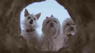 🐶I tre cagnottieri. 🐾  film completo ita animazione famiglia avventura