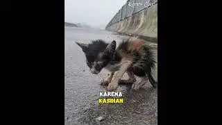 Menolong Anak kucing Yang Lemas Takberdaya Dipinggir Jalan #kucing #rescue #kucingkampung