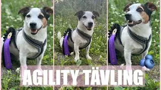 BLÅBÄRSTÄVLING - AGILITY