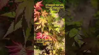 Always changing colors 🍁 #gardening #mrmapleshow #springtime #japanesemaple  @Follow_TheRules