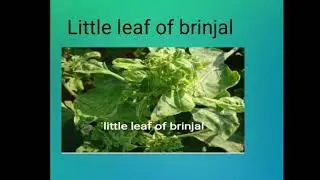 Little leaf of brinjal