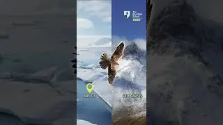 Wonders of Winter: India's Migratory Bird Spectacle!