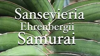 🌴 Сансевиерия Эренберга Самурай / Уход за суккулентами / Как выращивать / Тропические растения / Сансевиерия