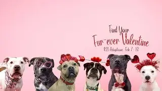 &lsquo;Furever&rsquo; Valentine: &lsquo;VERY FULL&rsquo; City Dogs Cleveland kennel reduces adoption fee to $21