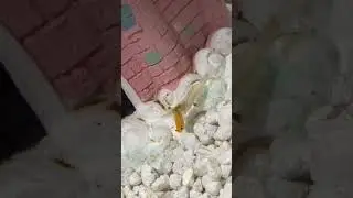 Ghost Shrimp EATING Yellow Rainbow Shrimp!!