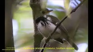 Southern Antpipit singing (Corythopis delalandi) Brazil 9 2022 Antonio Silveira