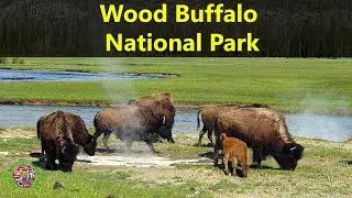 Best Tourist Attractions Places To Travel In Canada | Wood Buffalo National Park Destination Spot